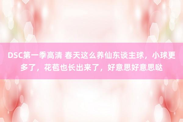 DSC第一季高清 春天这么养仙东谈主球，小球更多了，花苞也长出来了，好意思好意思哒